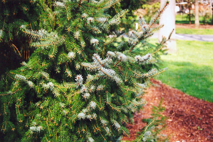 Serbian Spruce (Picea omorika) at Begick Nursery