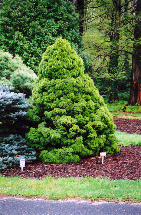 Dwarf Alberta Spruce (Picea glauca 'Conica') at Begick Nursery