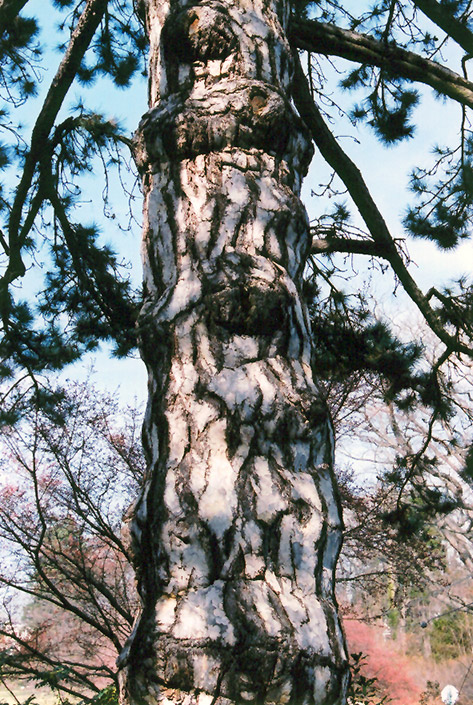 Austrian Pine (Pinus nigra) at Begick Nursery