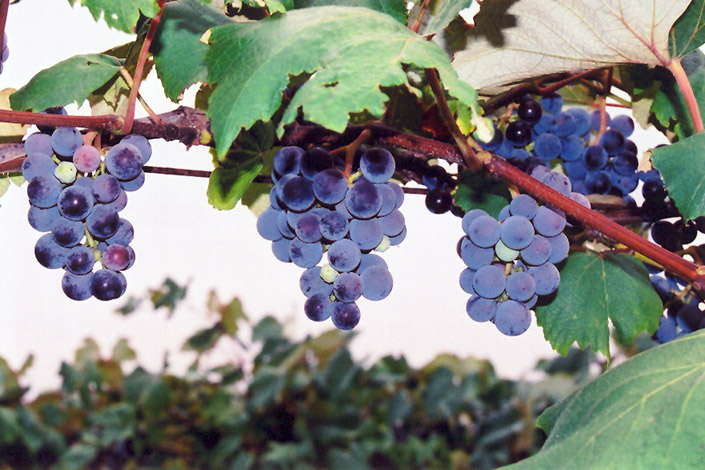 Concord Grape (Vitis 'Concord') at Begick Nursery