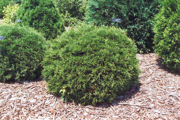Hetz Midget Arborvitae (Thuja occidentalis 'Hetz Midget') at Begick Nursery