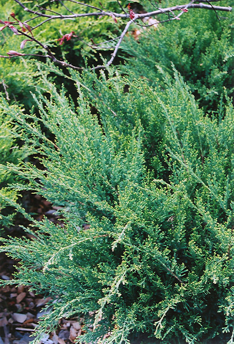 Sea Green Juniper (Juniperus chinensis 'Sea Green') at Begick Nursery