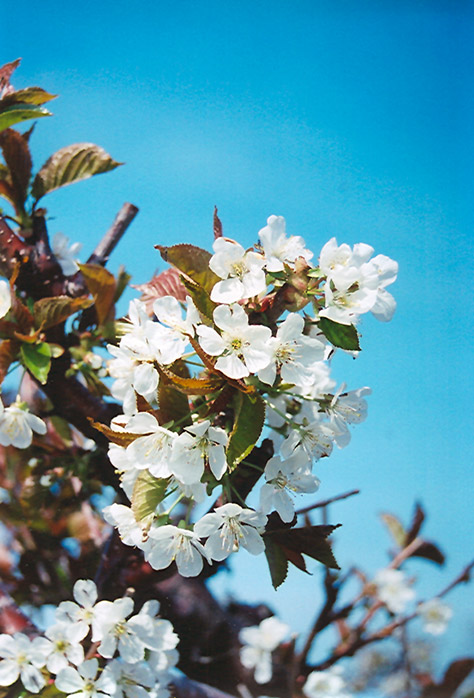 Bing Cherry (Prunus avium 'Bing') at Begick Nursery