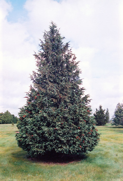 Blue Nootka Cypress (Chamaecyparis nootkatensis 'Glauca') at Begick Nursery