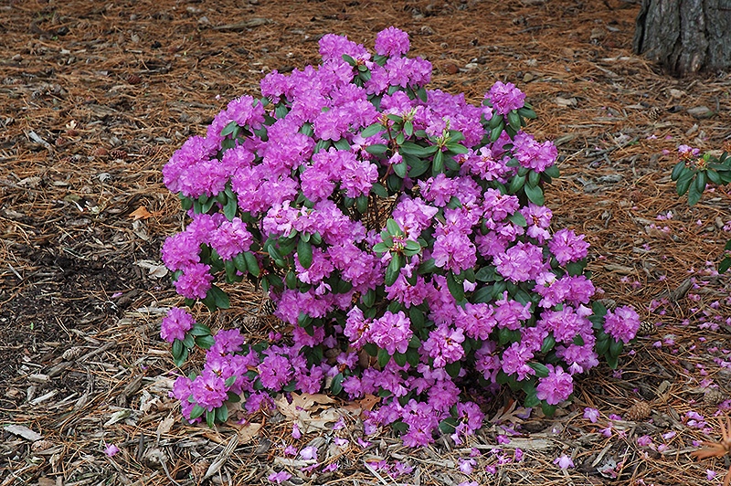 Compact P.J.M. Rhododendron (Rhododendron 'P.J.M. Compact') at Begick Nursery