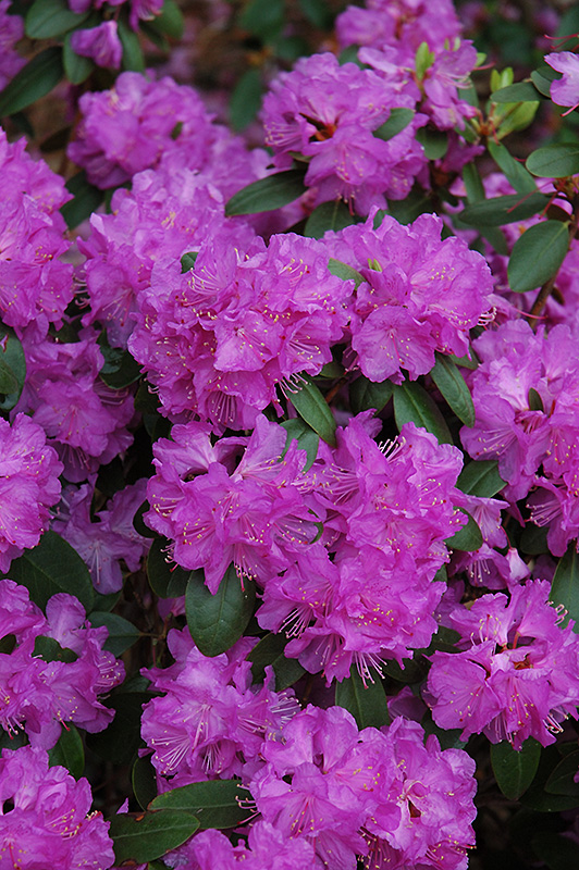 Compact P.J.M. Rhododendron (Rhododendron 'P.J.M. Compact') at Begick Nursery