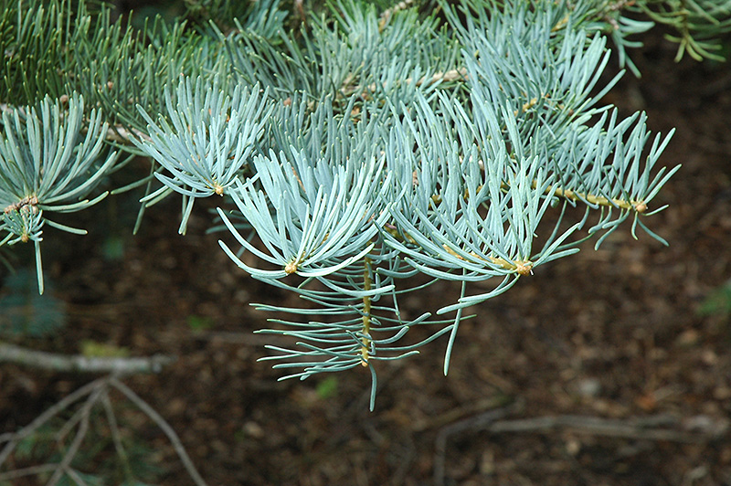 White Fir (Abies concolor) at Begick Nursery