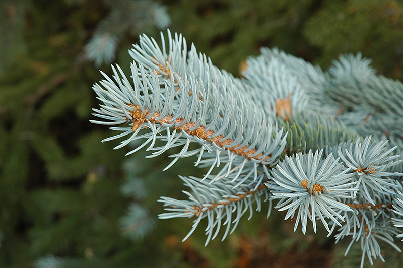 Blue Colorado Spruce (Picea pungens 'var. glauca') at Begick Nursery