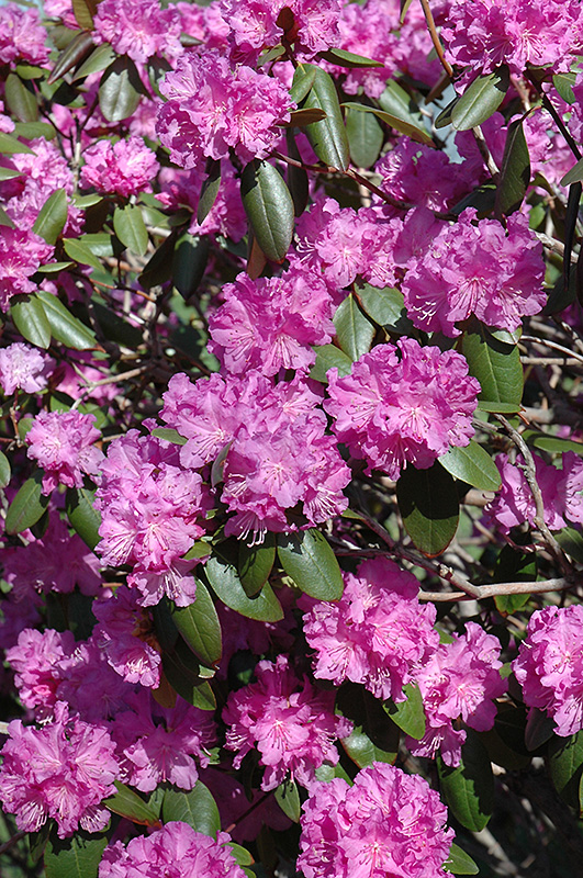 P.J.M. Rhododendron (Rhododendron 'P.J.M.') at Begick Nursery