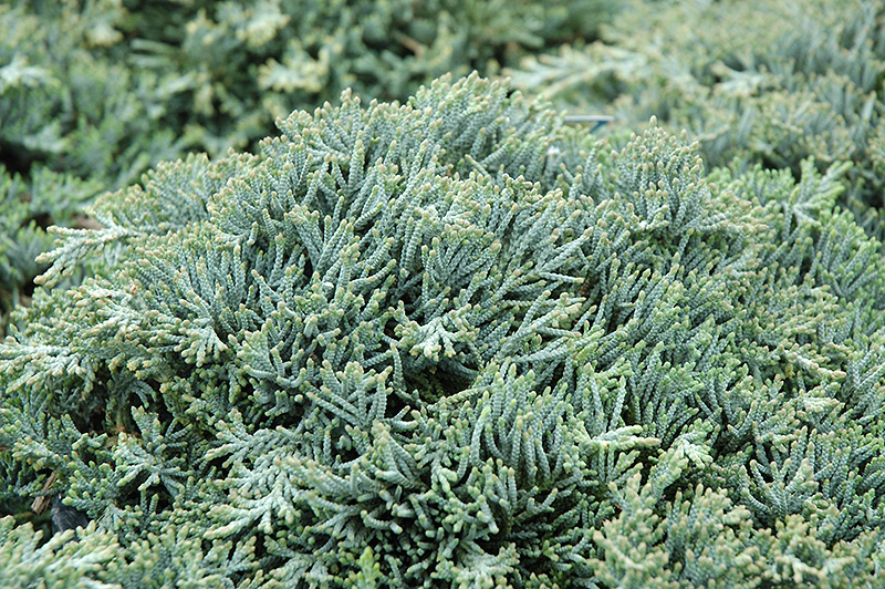 Icee Blue Juniper (Juniperus horizontalis 'Icee Blue') at Begick Nursery