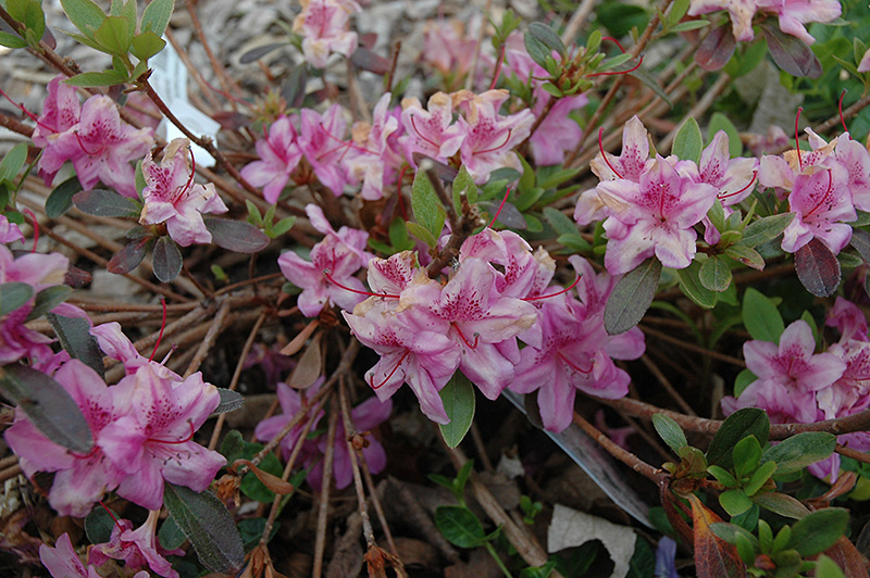 Compact Korean Azalea (Rhododendron yedoense 'Poukhanense Compacta') at Begick Nursery