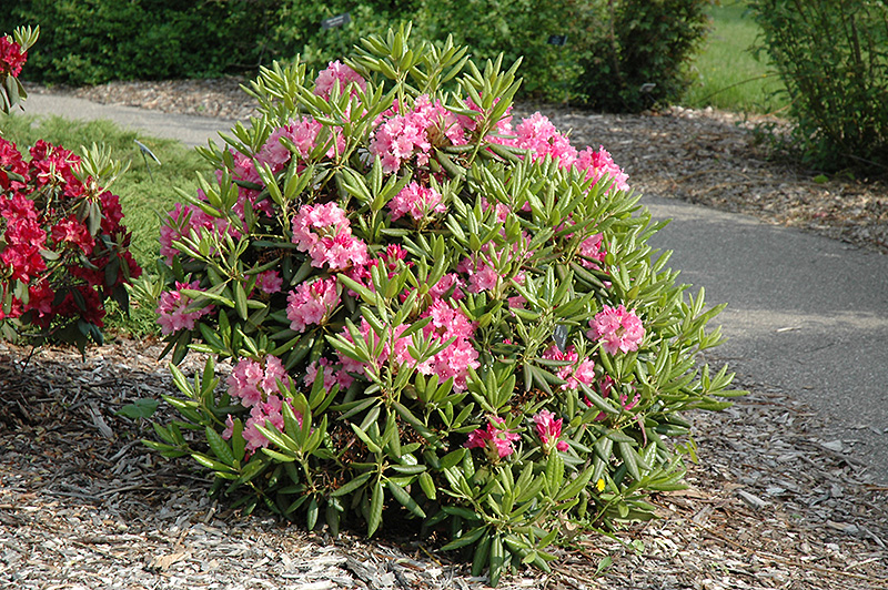 Haaga Rhododendron (Rhododendron 'Haaga') at Begick Nursery