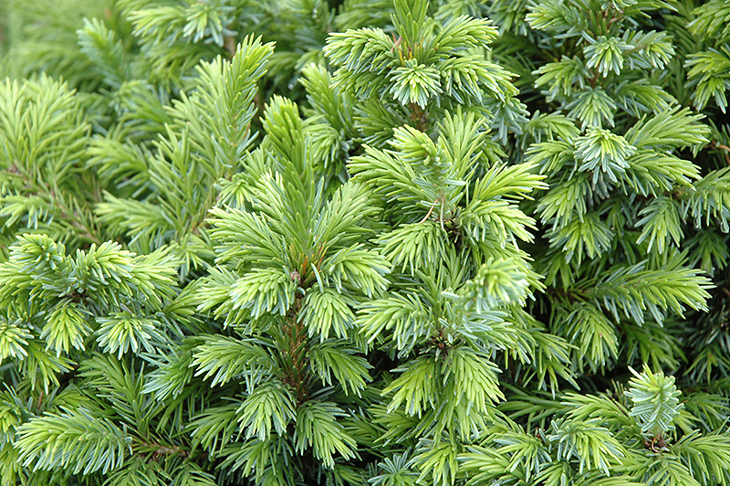 Dwarf Serbian Spruce (Picea omorika 'Nana') at Begick Nursery