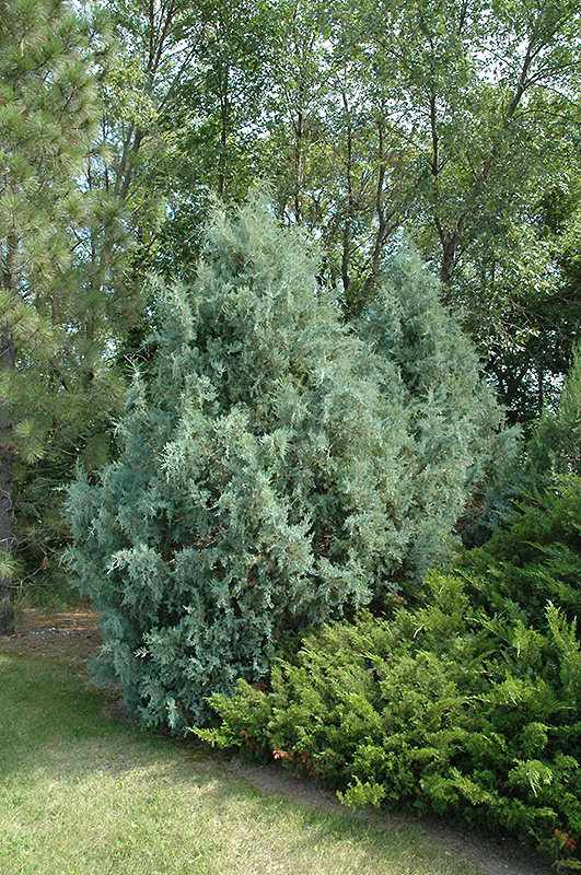 Wichita Blue Juniper (Juniperus scopulorum 'Wichita Blue') at Begick Nursery