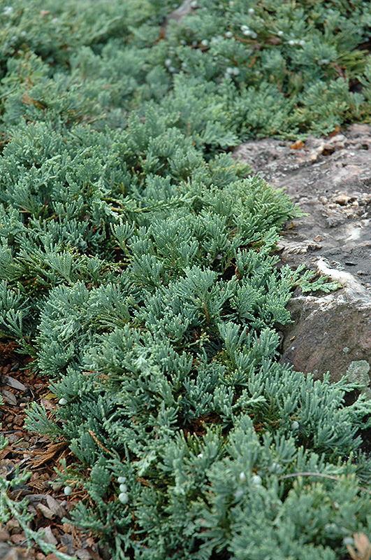Blue Rug Juniper (Juniperus horizontalis 'Wiltonii') at Begick Nursery