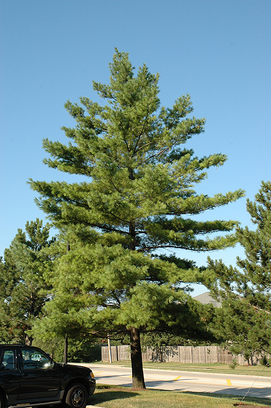 White Pine (Pinus strobus) at Begick Nursery