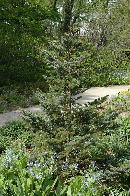 Howell's Dwarf Tigertail Spruce (Picea bicolor 'Howell's Dwarf Tigertail') at Begick Nursery