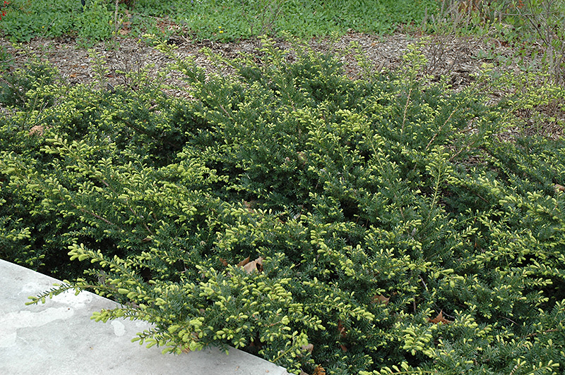 Everlow Yew (Taxus x media 'Everlow') at Begick Nursery