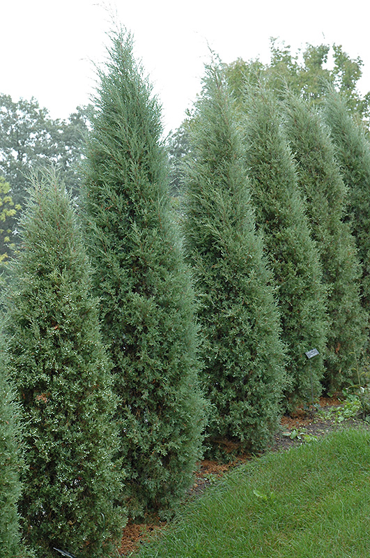 Taylor Redcedar (Juniperus virginiana 'Taylor') at Begick Nursery