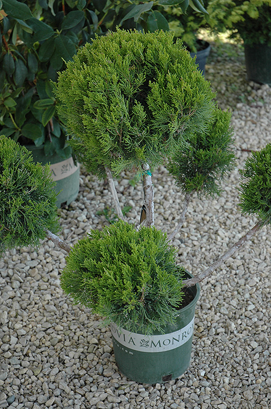 Mint Julep Juniper (pom pom) (Juniperus chinensis 'Mint Julep (pom pom)') at Begick Nursery