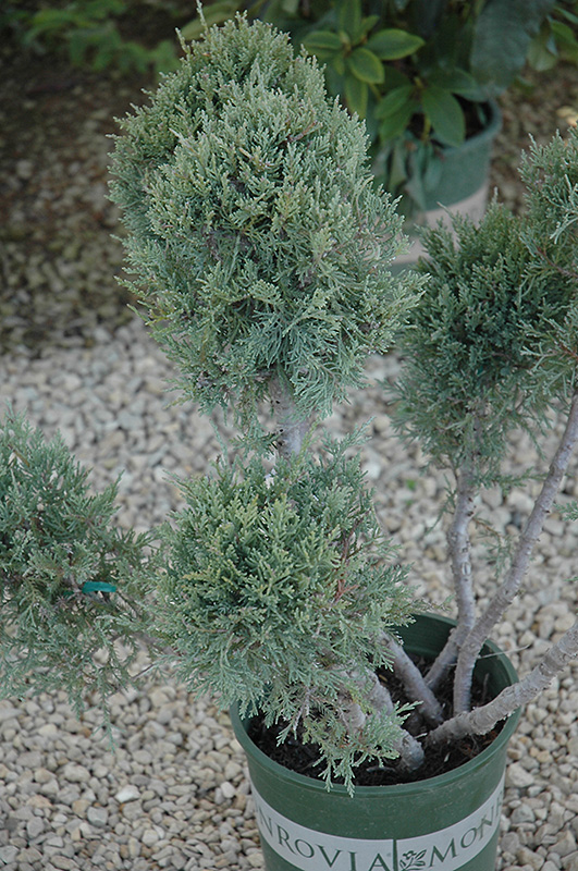 Hetz Blue Juniper (pom pom) (Juniperus chinensis 'Hetz Blue (pom pom)') at Begick Nursery