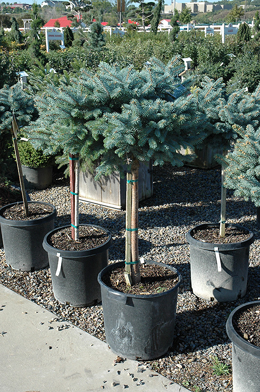 Globe Blue Spruce (tree form) (Picea pungens 'Globosa (tree form)') at Begick Nursery