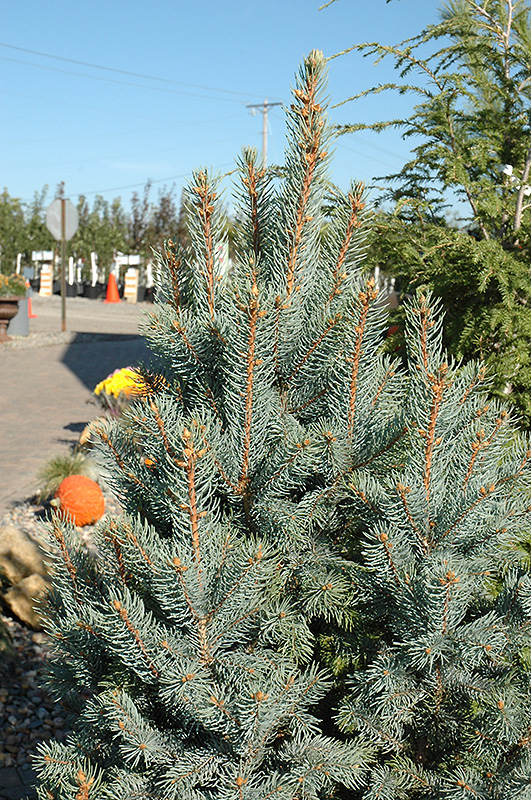 Iseli Fastigiate Spruce (Picea pungens 'Iseli Fastigiata') at Begick Nursery