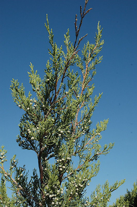 Hetz Columnar Juniper (Juniperus chinensis 'Hetz Columnar') at Begick Nursery