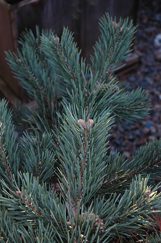 Albyn Prostrate Scotch Pine (Pinus sylvestris 'Albyn Prostrata') at Begick Nursery