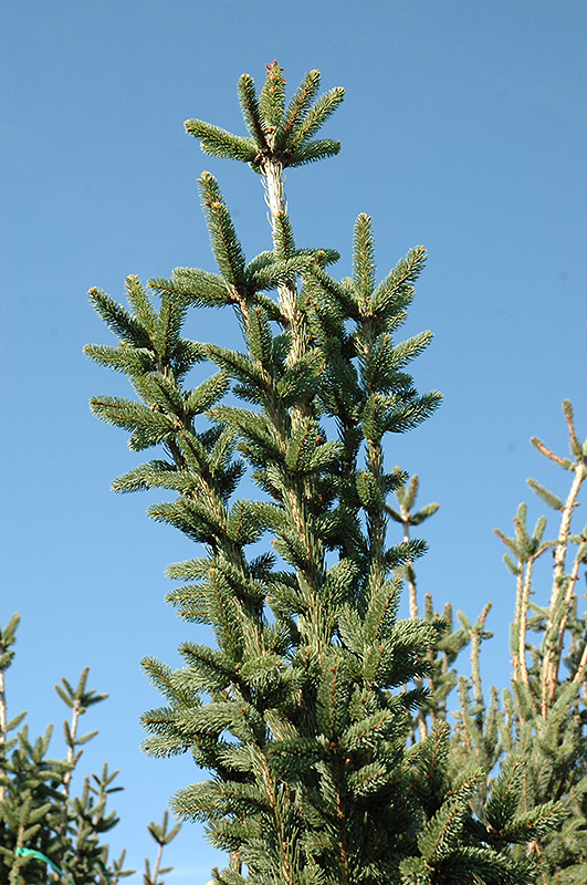 Columnar Norway Spruce (Picea abies 'Cupressina') at Begick Nursery