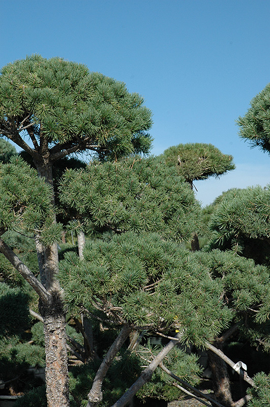 Poodle Dwarf Scotch Pine (Pinus sylvestris 'Poodle') at Begick Nursery