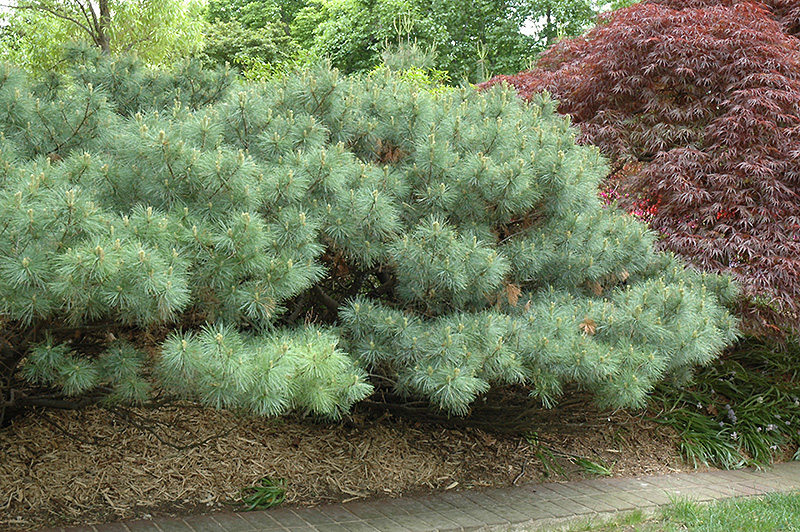 Dwarf White Pine (Pinus strobus 'Nana') at Begick Nursery