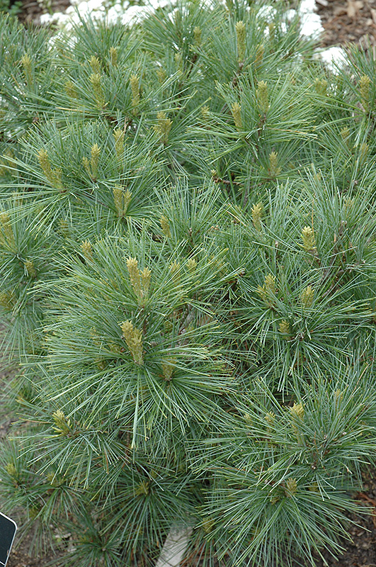 Blue Shag White Pine (Pinus strobus 'Blue Shag') at Begick Nursery
