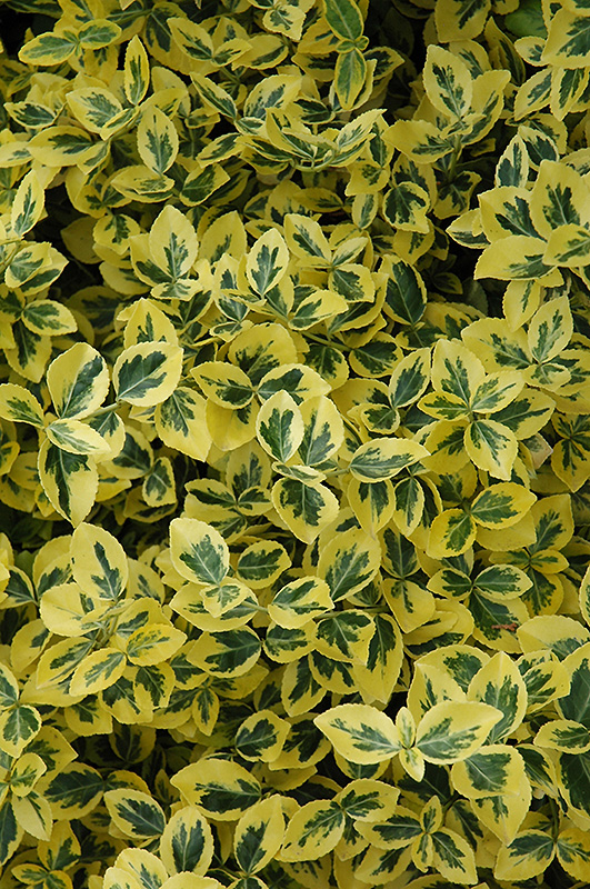 Emerald 'n' Gold Wintercreeper (Euonymus fortunei 'Emerald 'n' Gold') at Begick Nursery