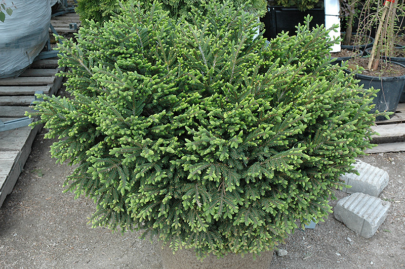 Bergman's Gem Oriental Spruce (Picea orientalis 'Bergman's Gem') at Begick Nursery