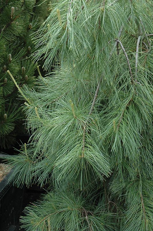 Weeping White Pine (Pinus strobus 'Pendula') at Begick Nursery