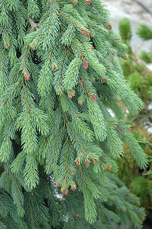 Weeping White Spruce (Picea glauca 'Pendula') at Begick Nursery