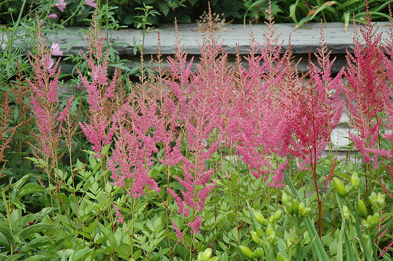 Visions in Pink Chinese Astilbe (Astilbe chinensis 'Visions in Pink') at Begick Nursery