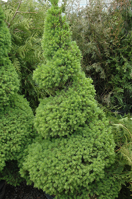 Dwarf Alberta Spruce (Picea glauca 'Conica (spiral)') at Begick Nursery