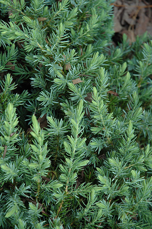 Blue Pacific Shore Juniper (Juniperus conferta 'Blue Pacific') at Begick Nursery