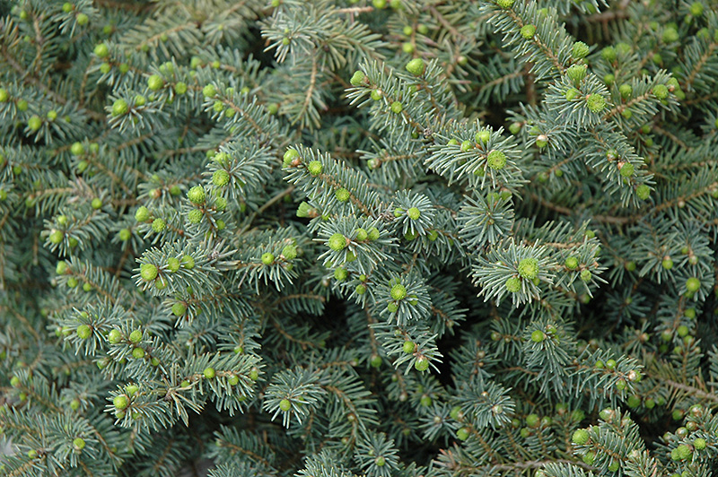 Dwarf Black Spruce (Picea mariana 'Nana') at Begick Nursery