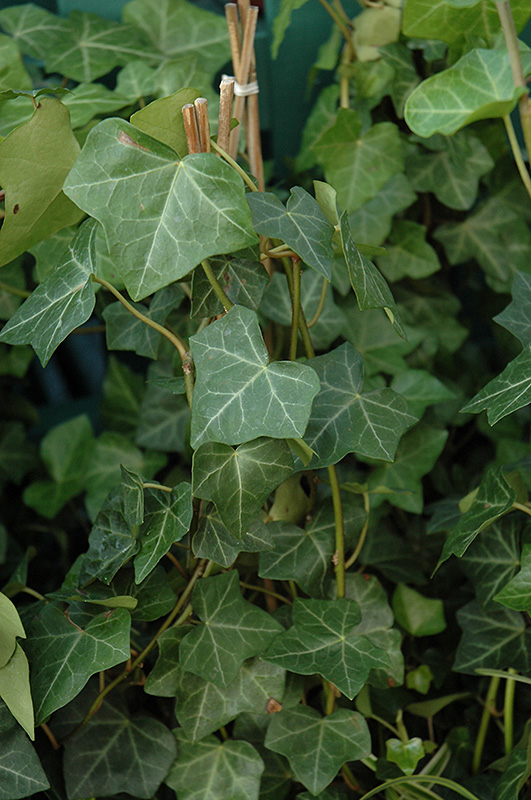 Thorndale Ivy (Hedera helix 'Thorndale') at Begick Nursery