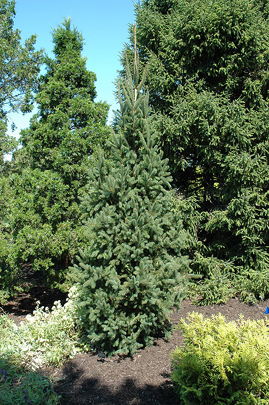 Columnar Norway Spruce (Picea abies 'Cupressina') at Begick Nursery