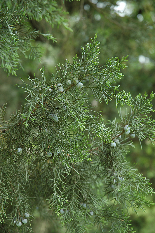 Keteleer Juniper (Juniperus chinensis 'Keteleeri') at Begick Nursery
