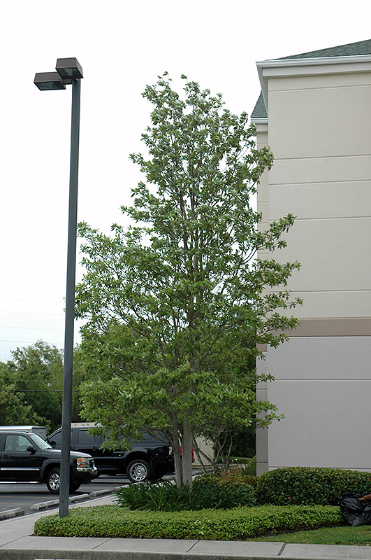 Sweetbay Magnolia (Magnolia virginiana) at Begick Nursery