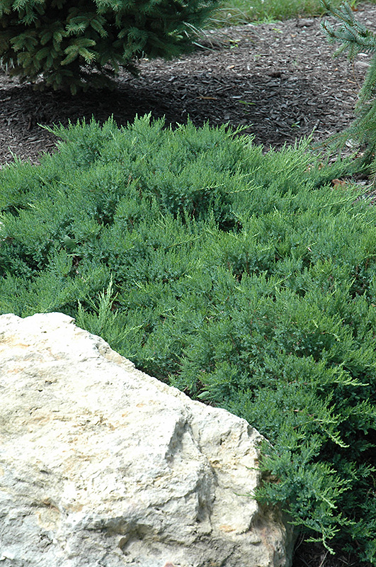 Broadmoor Juniper (Juniperus sabina 'Broadmoor') at Begick Nursery