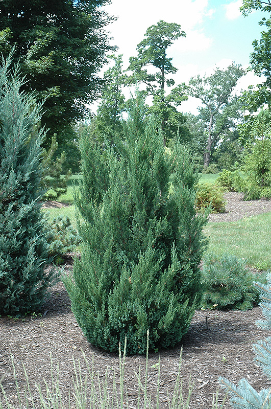 Blue Point Juniper (Juniperus chinensis 'Blue Point') at Begick Nursery
