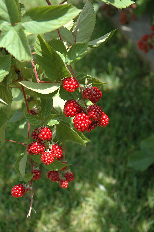 Heritage Raspberry (Rubus 'Heritage') at Begick Nursery