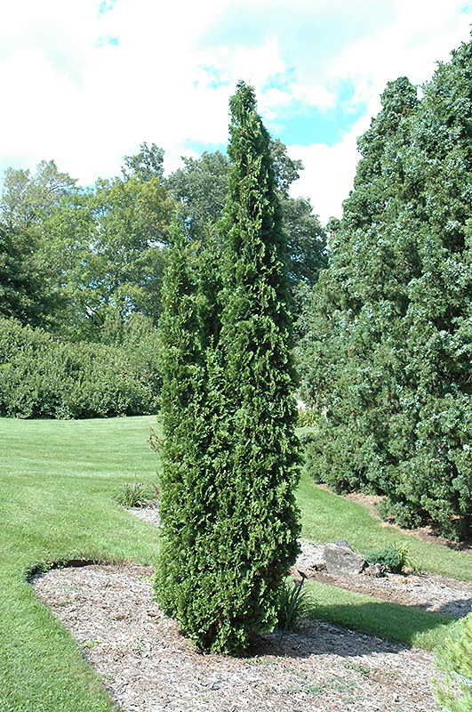 Degroot's Spire Arborvitae (Thuja occidentalis 'Degroot's Spire') at Begick Nursery