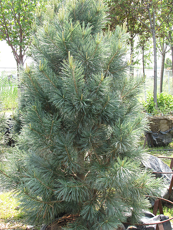 Vanderwolf's Pyramid Pine (Pinus flexilis 'Vanderwolf's Pyramid') at Begick Nursery